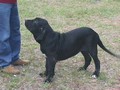 In Memorian - Fila Brasileiro Preto - Canil Singular - Globeleza